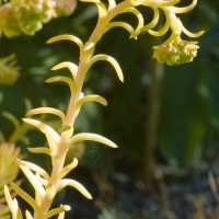 Reflexed Stonecrop